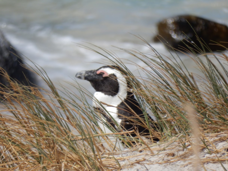 Kaapstad - Boulders Beach