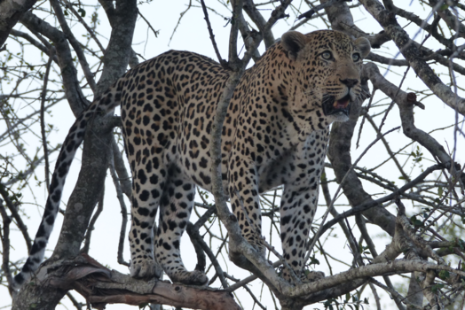 Rondreis Zuid-Afrika in drie weken - Luipaard aan het bijkomen naar het verorberen van een impala