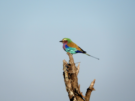 Hoedspruit - Lilac Breasted Roller