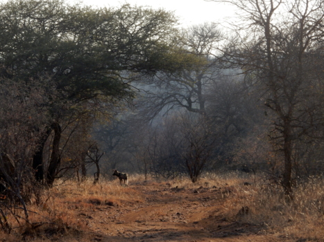 Hoedspruit - Wild dog