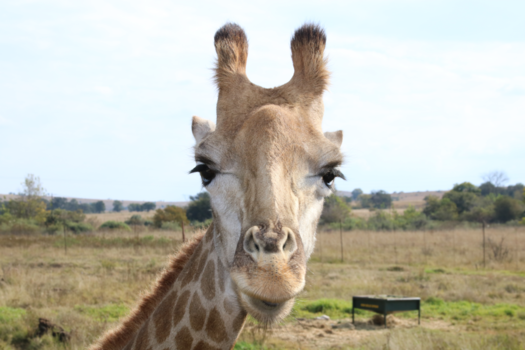 Kaapstad - Pilanesberg