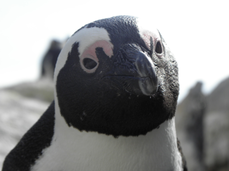 Kaapstad - Say; 'hi'