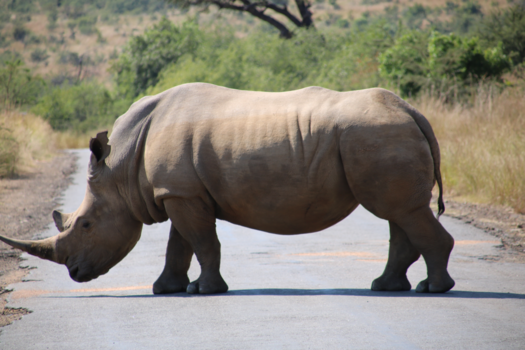 Kaapstad - Pilanesberg