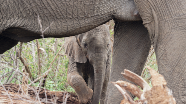 Mpumalanga - Moeder en Dochter Olifant