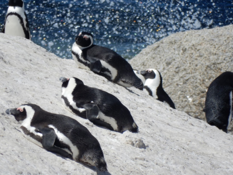 Boulders Beach - relaxte pinguins