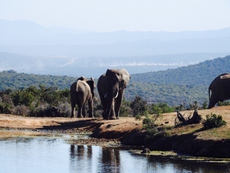 Addo Elephant National Park - Eenvoud en kracht