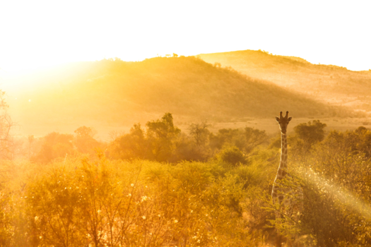 Pilanesberg National Park - Giraffic Park