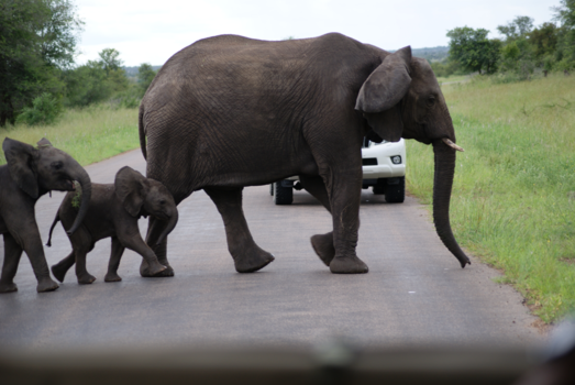 Krugerpark - Elephant family photo
