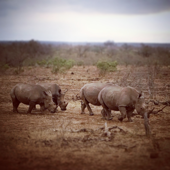 Krugerpark - Rhino