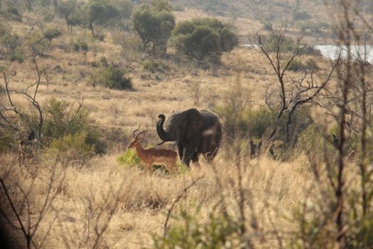 Pilanesberg National Park