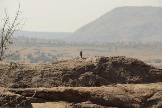 Pilanesberg National Park