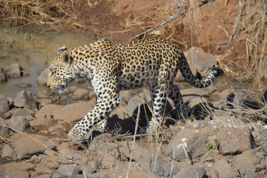 Pilanesberg National Park - Gespot
