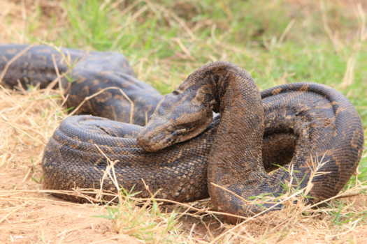 Mpumalanga - onder de indruk van de 5 meter lange rotspython in het gras