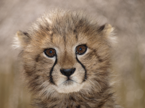 Rondreis van Johannesburg naar Kaapstad - Superschattige cheetah pup