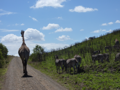 Mpumalanga - Take a walk in the park