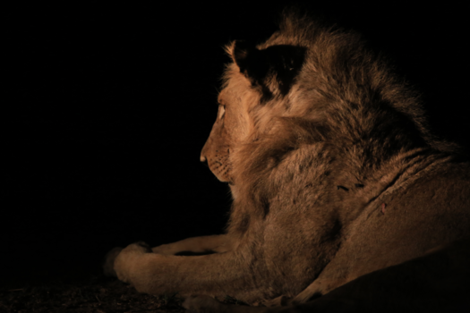 Mpumalanga - Leeuwen, wat een prachtige beesten