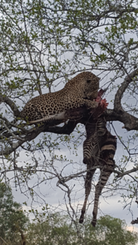 Krugerpark - Hongerig luipaard