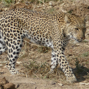 Rondreis van Johannesburg naar Kaapstad - Luipaard