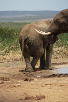 Rondreis Zuid-Afrika in drie weken - Relax