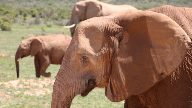 Rondreis van Johannesburg naar Kaapstad - Onvergetelijk!!