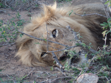 Rondreis van Johannesburg naar Kaapstad - kruger park