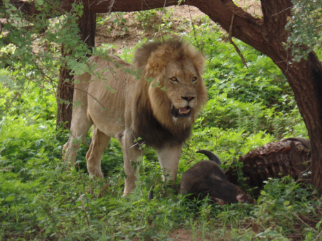 Rondreis van Johannesburg naar Kaapstad - krugerpark dinnertime