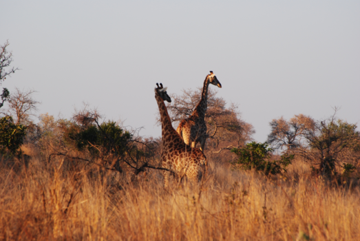 Krugerpark - Giraffen bij zonsopgang