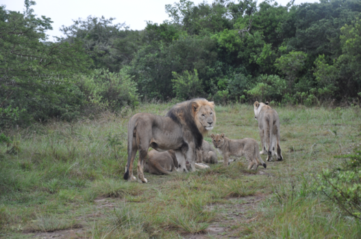 Rondreis Zuid-Afrika in drie weken - Lions