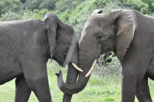 Rondreis Zuid-Afrika in drie weken - Elephants
