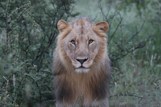 Madikwe Game Reserve - Oog in oog