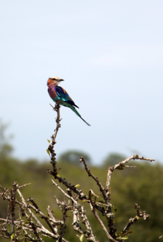 Rondreis Zuid-Afrika in drie weken - Vorkstaartscharrelaar