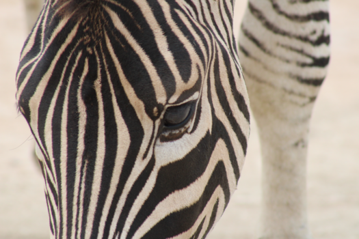 Rondreis Zuid-Afrika in drie weken - Zebra close up
