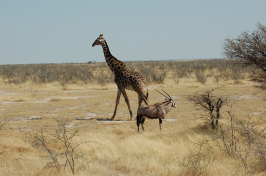 Rondreis Zuid-Afrika in drie weken - hoe mooi kan het zijn