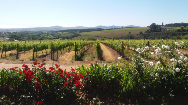 Rondreis Zuid-Afrika in drie weken - Wijnroute in Stellenbos