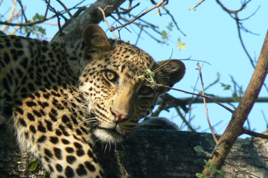 Rondreis van Johannesburg naar Kaapstad - Oogcontact in Krugerpark.