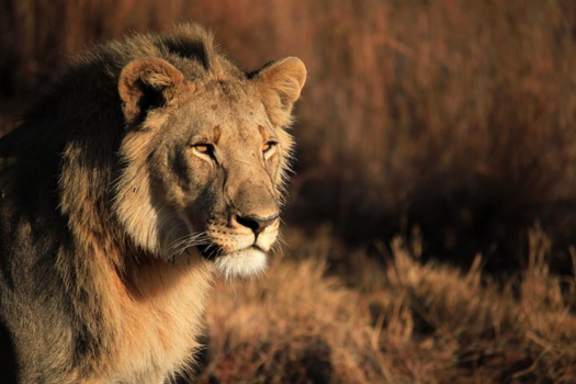 Welgevonden Game Reserve - Lion in the morning sun