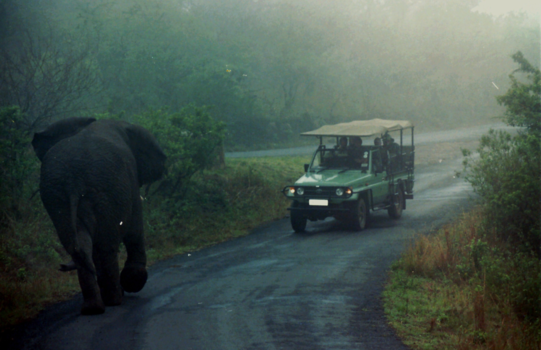 Rondreis van Johannesburg naar Kaapstad - Olifant in de mist