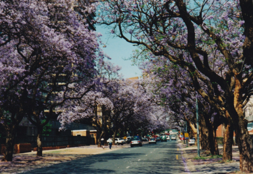 Rondreis van Johannesburg naar Kaapstad - Jacaranda in Pretoria