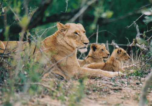 Rondreis van Johannesburg naar Kaapstad - Mama leeuwin met kroost In Kruger NP