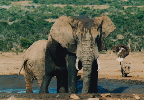 Rondreis van Johannesburg naar Kaapstad - Addo Elephant NP