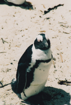 Rondreis van Johannesburg naar Kaapstad - Boulders Beach