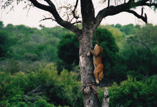 Rondreis van Johannesburg naar Kaapstad - Ochtendsafari in Kruger NP