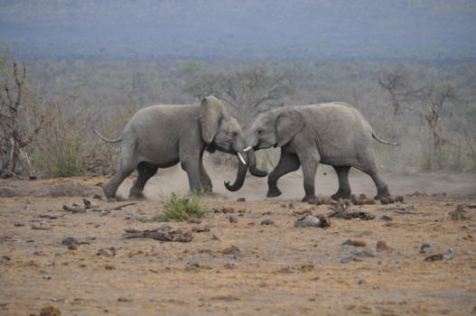 Madikwe Game Reserve - Meanwhile in Madikwe