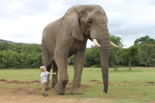 Addo Elephant National Park - It's all about trust