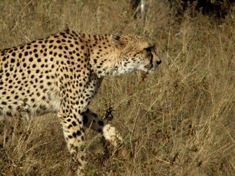 Krugerpark - Sluipend door het leven