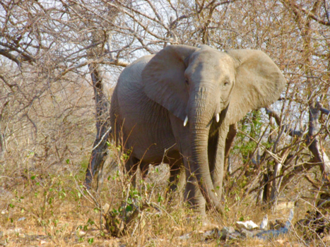 Rondreis van Johannesburg naar Kaapstad - Deze foto is gemaakt in het Kruger park afgelopen augustus .