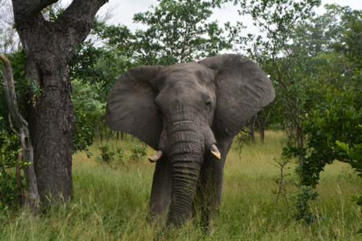 Rondreis van Johannesburg naar Kaapstad - Kruger national park