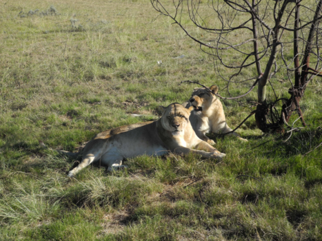 Kaapstad - op safari