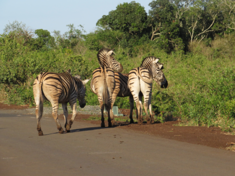 Rondreis van Johannesburg naar Kaapstad - Op safarie