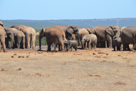 Rondreis van Johannesburg naar Kaapstad - Olifanten in het Addo